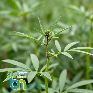 شنبلیله چیست